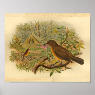 Gardener Bower Bird Brown Yellow Print
