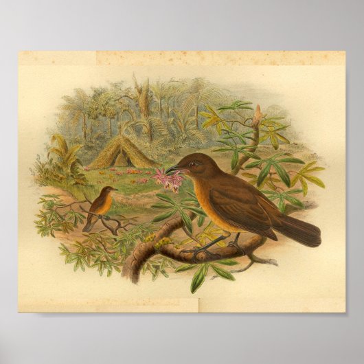 Gardener Bower Bird Brown Yellow Print (Voorkant)