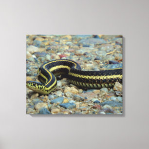 Gardener Snake Canvas Afdruk
