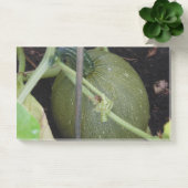 Gardener's Squash Post-it® Notes (Kantoor)
