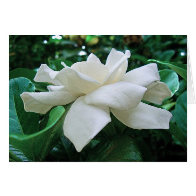 Gardenia (Voorkant Horizontaal)