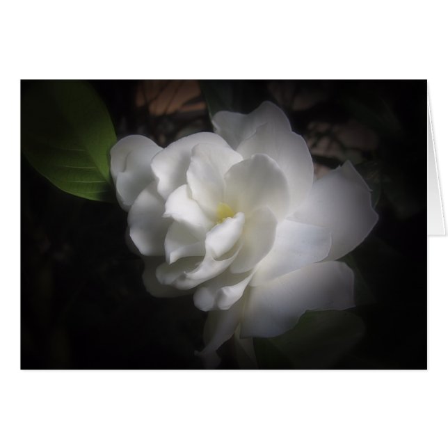 Gardenia (Voorkant Horizontaal)