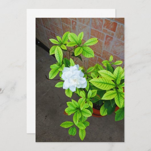 Gardenia Bloemblanco Kaart (Voorkant / Achterkant)