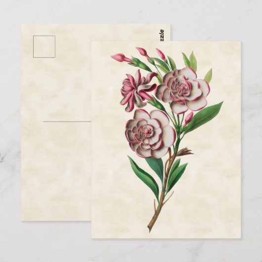 Gardenia  Botanisch Briefkaart (Voorkant / Achterkant)