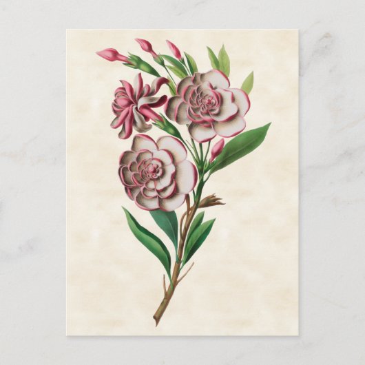 Gardenia  Botanisch Briefkaart (Voorkant)