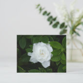 Gardenia Briefkaart (Staand voorkant)