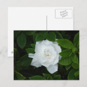 Gardenia Briefkaart (Voorkant / Achterkant)