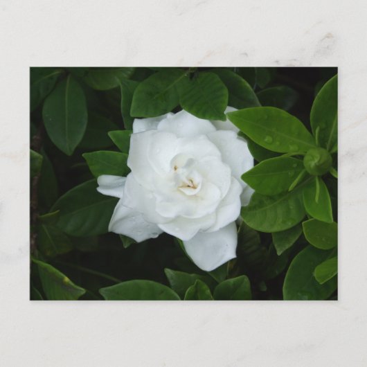 Gardenia Briefkaart (Voorkant)