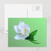 Gardenia Briefkaart (Voorkant / Achterkant)