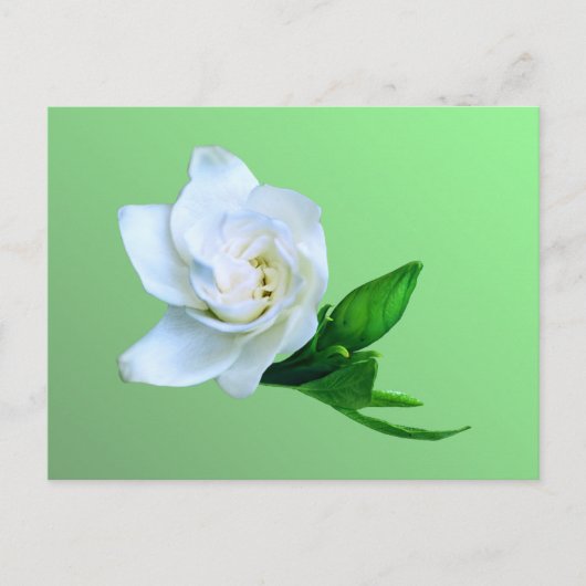 Gardenia Briefkaart (Voorkant)