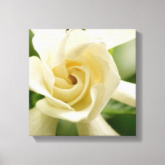 Gardenia canvas print