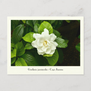 Gardenia Collectible Briefkaart