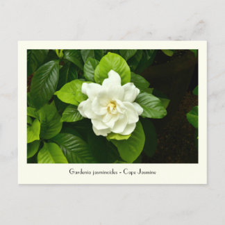 Gardenia Collectible Briefkaart