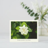 Gardenia Collectible Briefkaart (Staand voorkant)