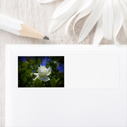 Gardenia Etiket (Insitu)