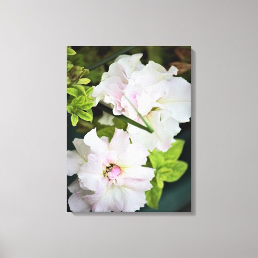 Gardenia Flowers Canvas Afdruk (Voorkant)