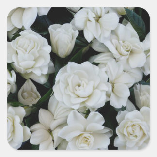 Gardenia Flowers Vierkante Sticker