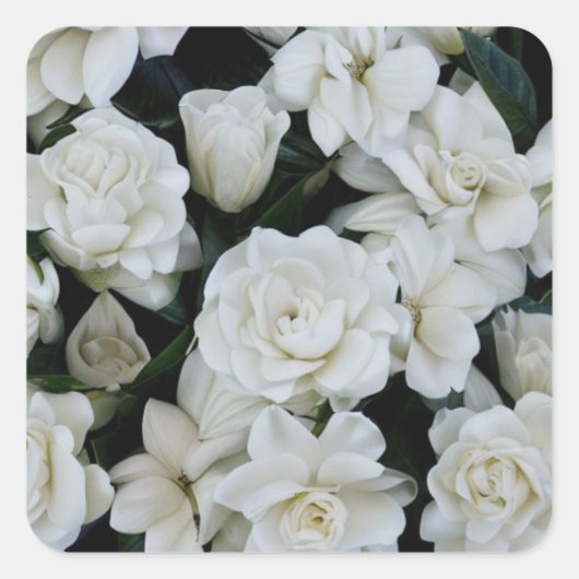 Gardenia Flowers Vierkante Sticker (Voorkant)