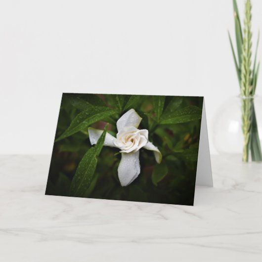 Gardenia, kaart (Voorkant)