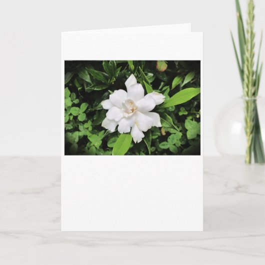 Gardenia, kaart (Voorkant)