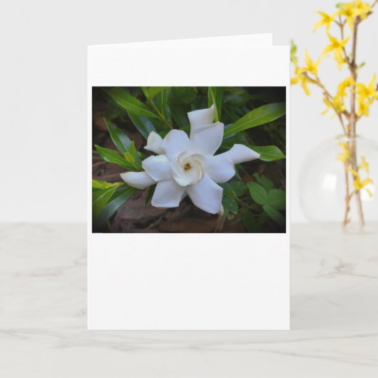 Gardenia, kaart (Gele Bloem)