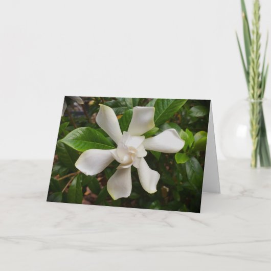 Gardenia, kaart (Voorkant)