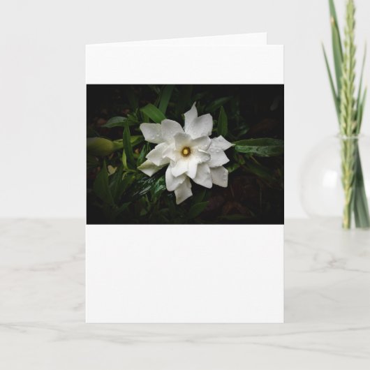 Gardenia, kaart (Voorkant)