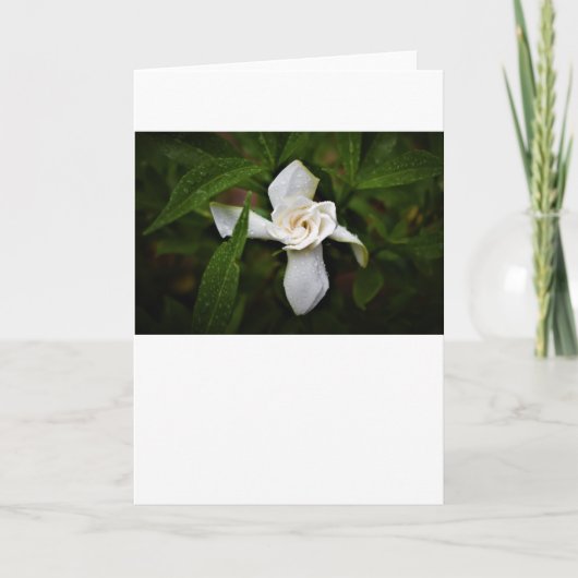 Gardenia, kaart (Voorkant)