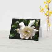 Gardenia, Kaart (Gele Bloem)