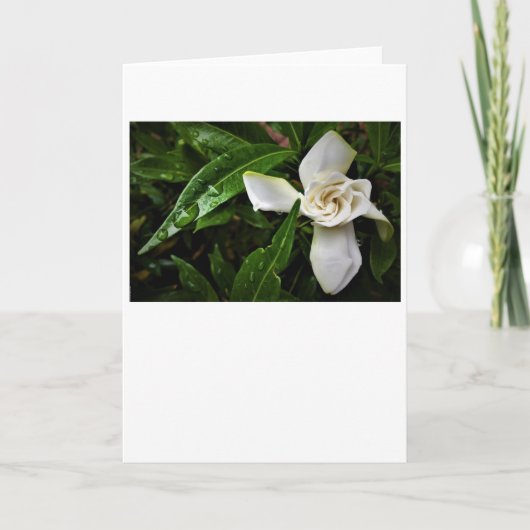 Gardenia, kaart (Voorkant)