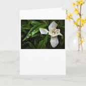 Gardenia, kaart (Gele Bloem)