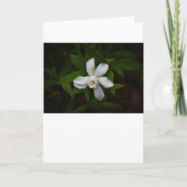 Gardenia, kaart