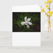 Gardenia, kaart (Gele Bloem)