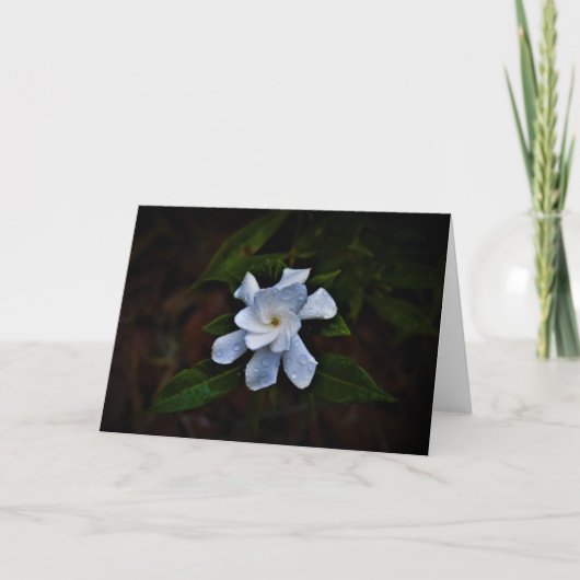 Gardenia, kaart (Voorkant)