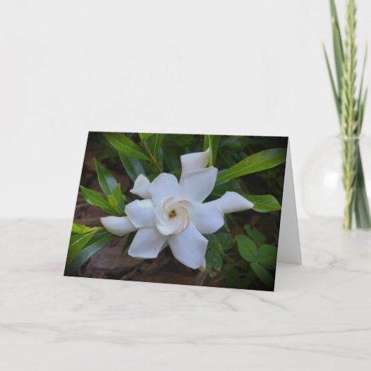 Gardenia, kaart (Voorkant)