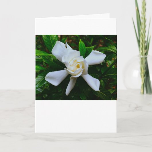 Gardenia, kaart (Voorkant)