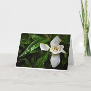 Gardenia, kaart