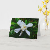 Gardenia, kaart (Gele Bloem)