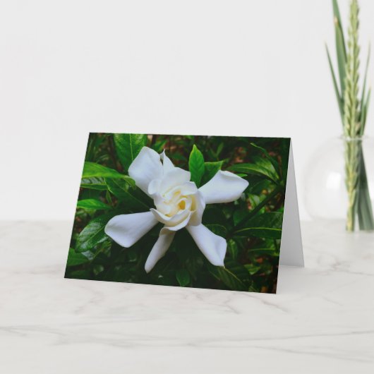 Gardenia, kaart (Voorkant)