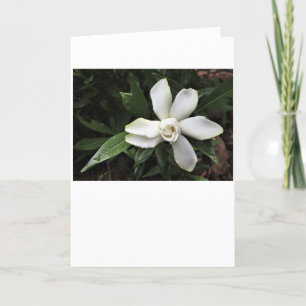 Gardenia, kaart