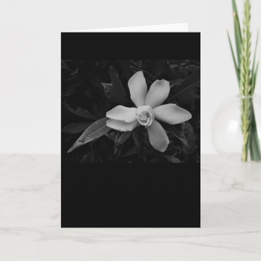 Gardenia - noir, kaart (Voorkant)