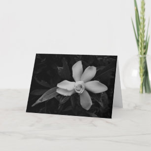 Gardenia - noir, kaart