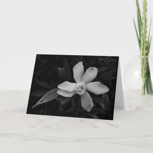 Gardenia - noir, kaart (Voorkant)