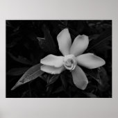 Gardenia - noir poster (Voorkant)