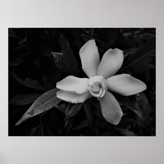 Gardenia - noir poster (Voorkant)