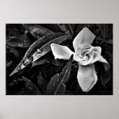 Gardenia - Noir, Poster (Voorkant)