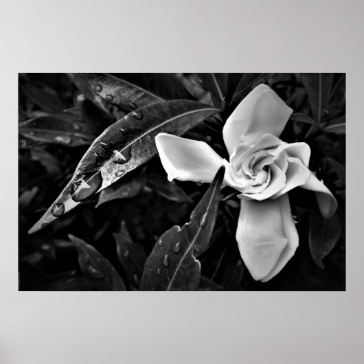 Gardenia - Noir, Poster (Voorkant)