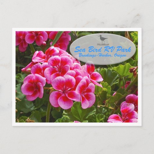 Gardenia Postcard Briefkaart (Voorkant)