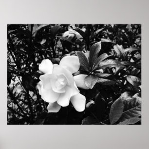 Gardenia Poster