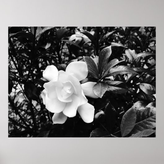 Gardenia Poster (Voorkant)